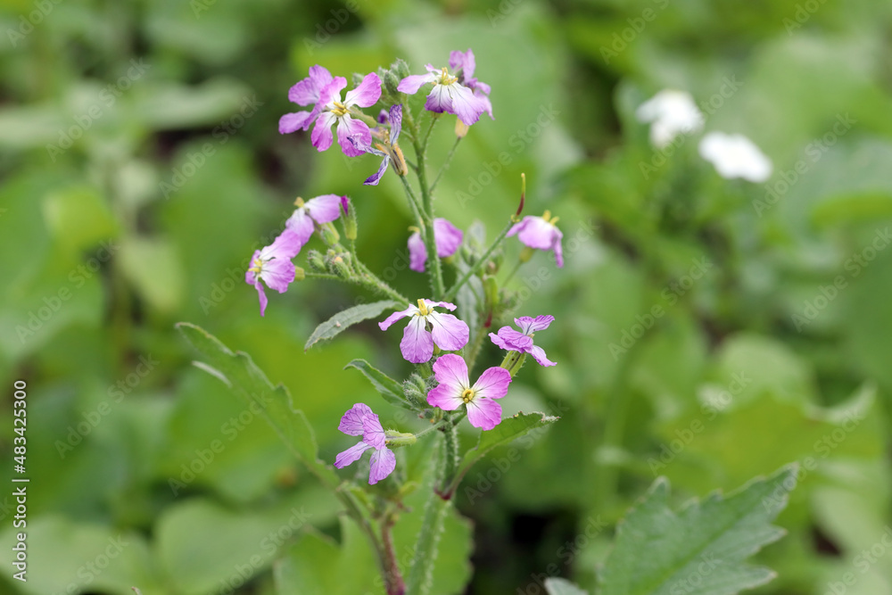 Raphanus raphanistrum, also known as wild radish, white charlock or jointed charlock. It is a valuable plant used as a second crop in agriculture.