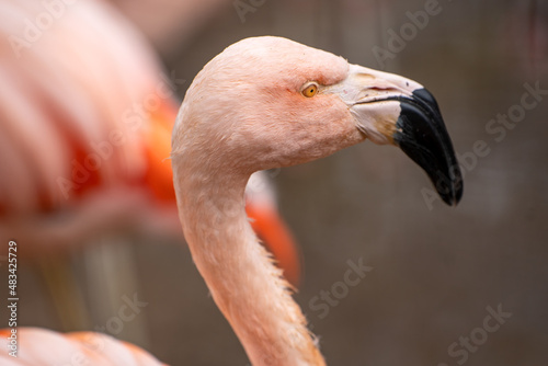 Close up of pink flamingo. 