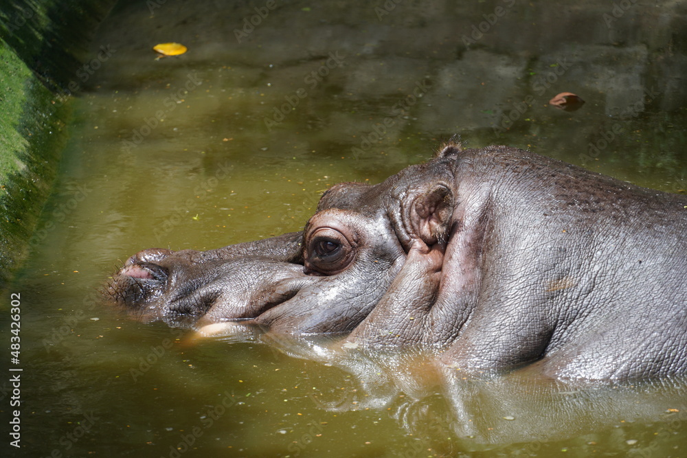 Hippopotamus in water, close up, Sao Paulo, Zoo Safari, Brazil. Hippopotamus in water, close up, Sao Paulo, Zoo Safari, Brazil.