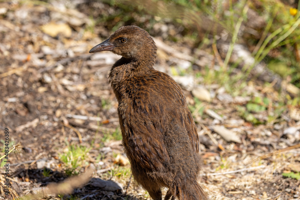 Weka Endemic Rail of New Zealand Weka Endemic Rail of New Zealand