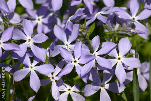 Sunny day at the end of spring. The phlox divaricata plentifully blossoms in blue flowers.
