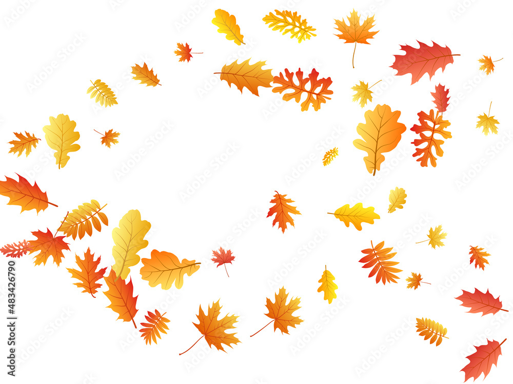 Oak, maple, wild ash rowan leaves vector, autumn foliage on white background. Oak, maple, wild ash rowan leaves vector, autumn foliage on white background.