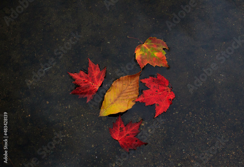 autumn leaves on water