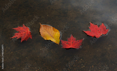 autumn leaves on the water