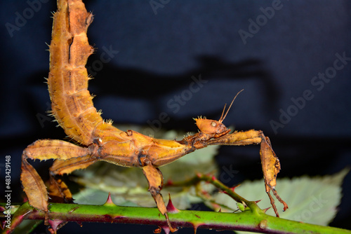 Mantis on blackberry stalk