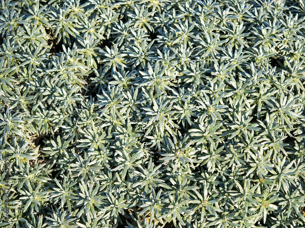 Dense silvery green leaves of Helichrysum arwae Dense silvery green leaves of Helichrysum arwae
