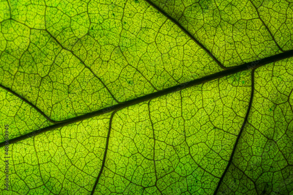 Obraz premium Green macro leaf texture,close up detail of green leaf texture, background texture green leaf structure macro photography 