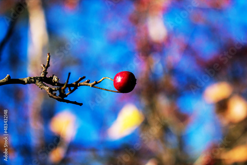 Dried rose hip berries on a branch blurred background photo