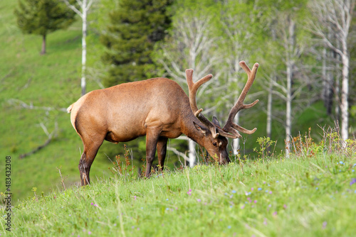 american bull elk grazing in a grassy meadow