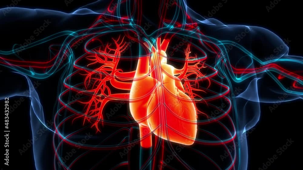 Human Circulatory System Heart Anatomy Animation Concept Stock Video ...