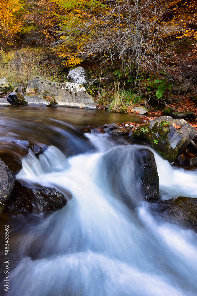 stream in the forest