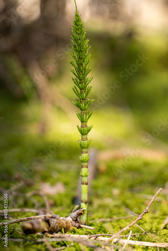 Quadro su tela Schachtelhalm oder Equisetum