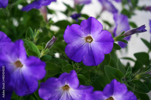 Close up of purple petunia flowers.