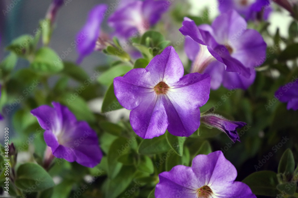 Close up of purple petunia flowers