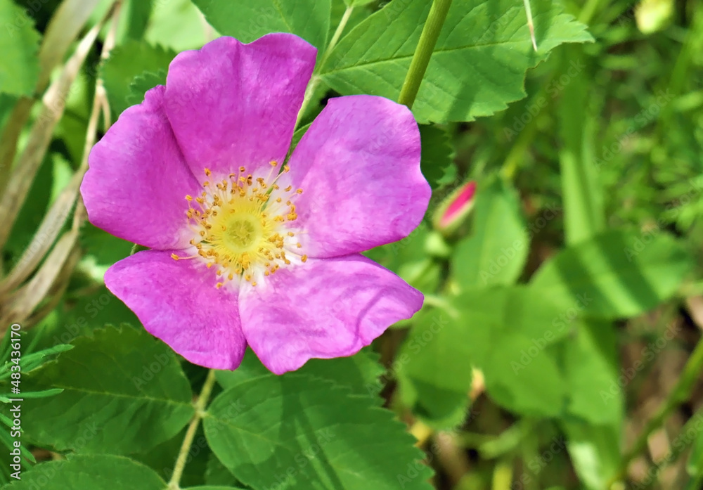 Close-up of a pink wild rose with blurred vegetation in the background. Close-up of a pink wild rose with blurred vegetation in the background.
