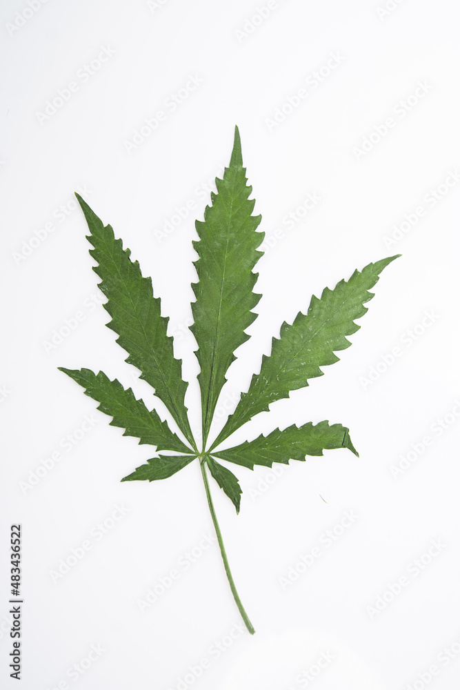 cannabis leaf herbarium from hemp, green leaf of medicinal herb cannabis leaf herbarium from hemp, green leaf of medicinal herb