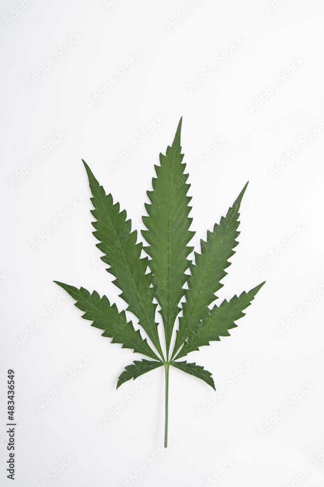 cannabis leaf herbarium from hemp, green leaf of medicinal herb