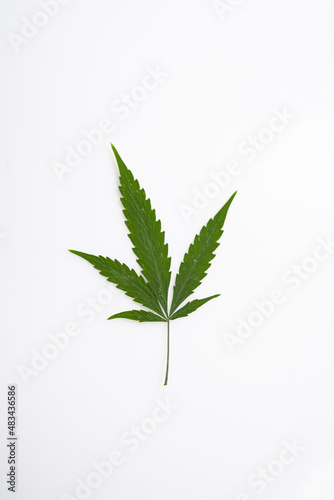 cannabis leaf herbarium from hemp  green leaf of medicinal herb