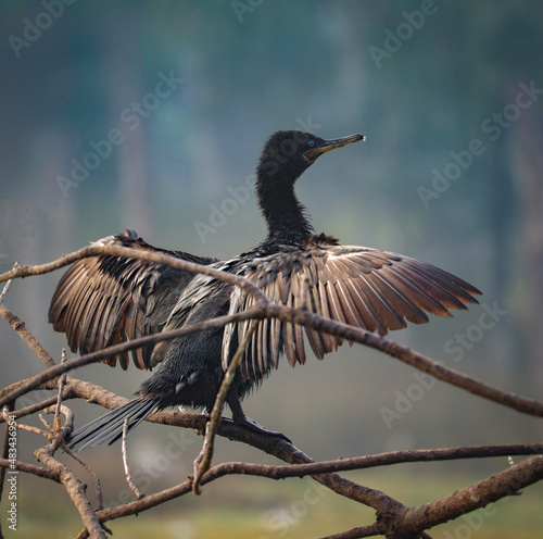 winged cormorant