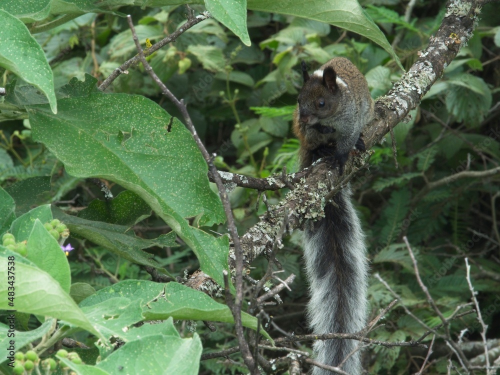 Closeup of a bushy tailed Guayaquil Squirrel (Sciurus stramineus) resting and preening in tree Vilcabamba, Ecuador.