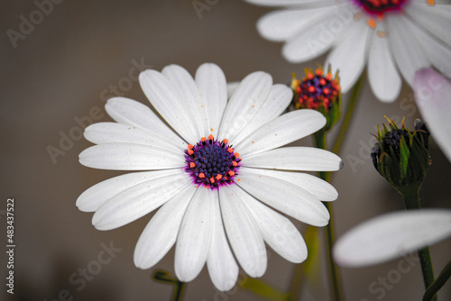 daisy flower 