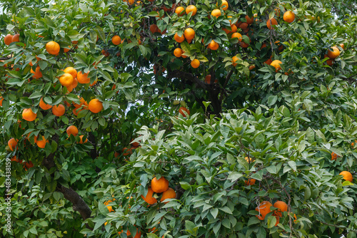 An orange tree in Seville. Oranges from Seville are very famous and produce excellent marmalades