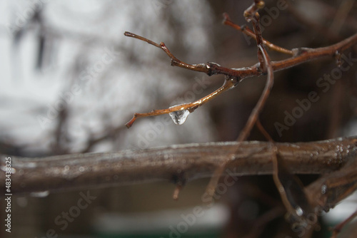 Ice-covered branch on a tree 