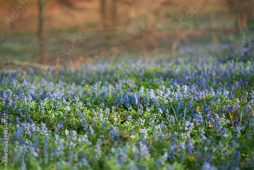 Purple and pink forest flowers on a spring morning