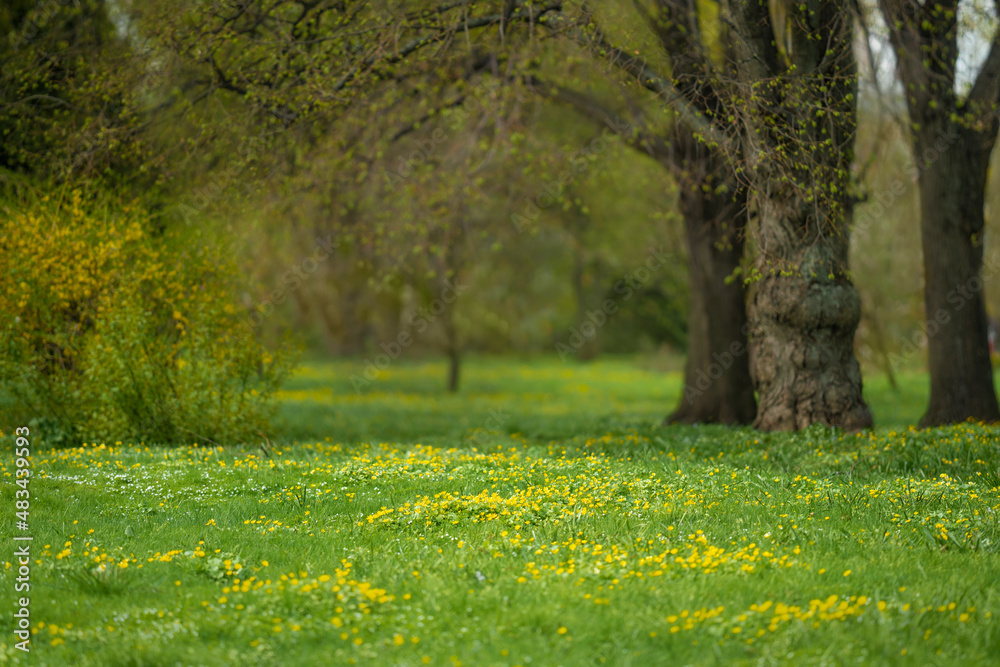 Forest glade full of yellow spring flowers Forest glade full of yellow spring flowers