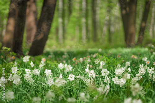 Forest glade full of white spring flowers