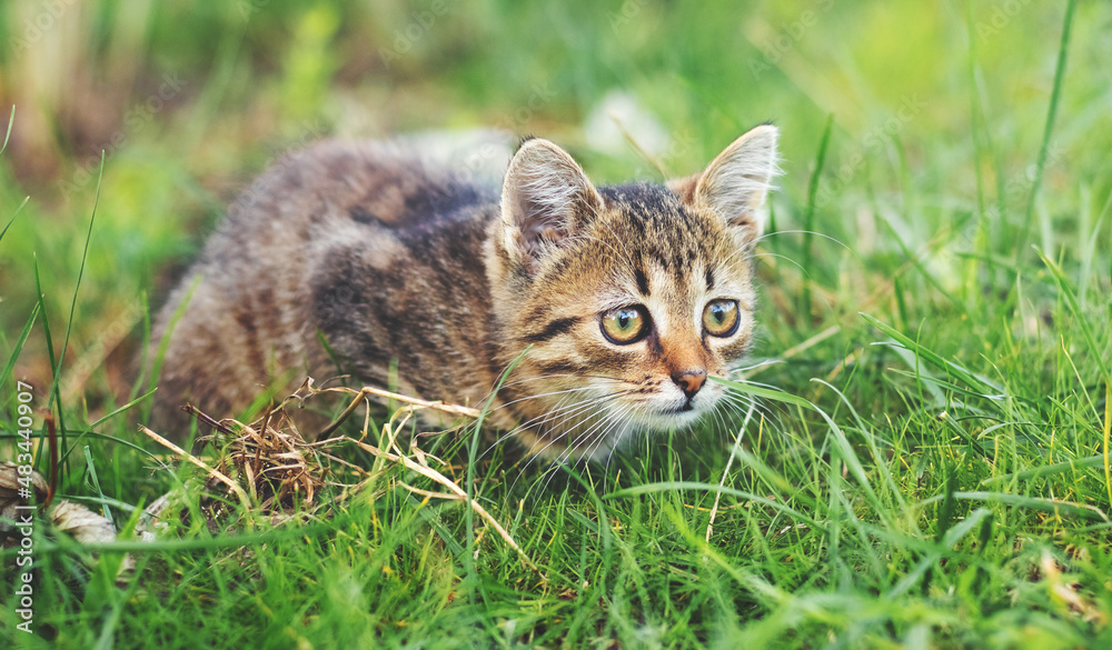 A small striped kitten sits in the grass and closely monitors its prey