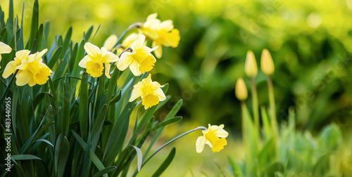 Foto Yellow easter blooming daffodil flowers, spring forward, springtime floral banne
