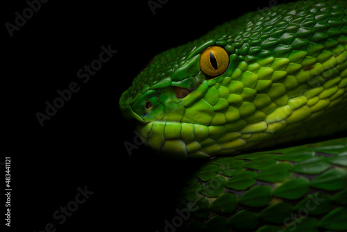 Close-up macro portrait of a red-tailed bamboo pit viper at Cherrapunji, Meghalaya under diffused lighting and a dark background