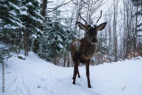 Wallpaper Mural Billy goat met on the trail in Pieniny Torontodigital.ca