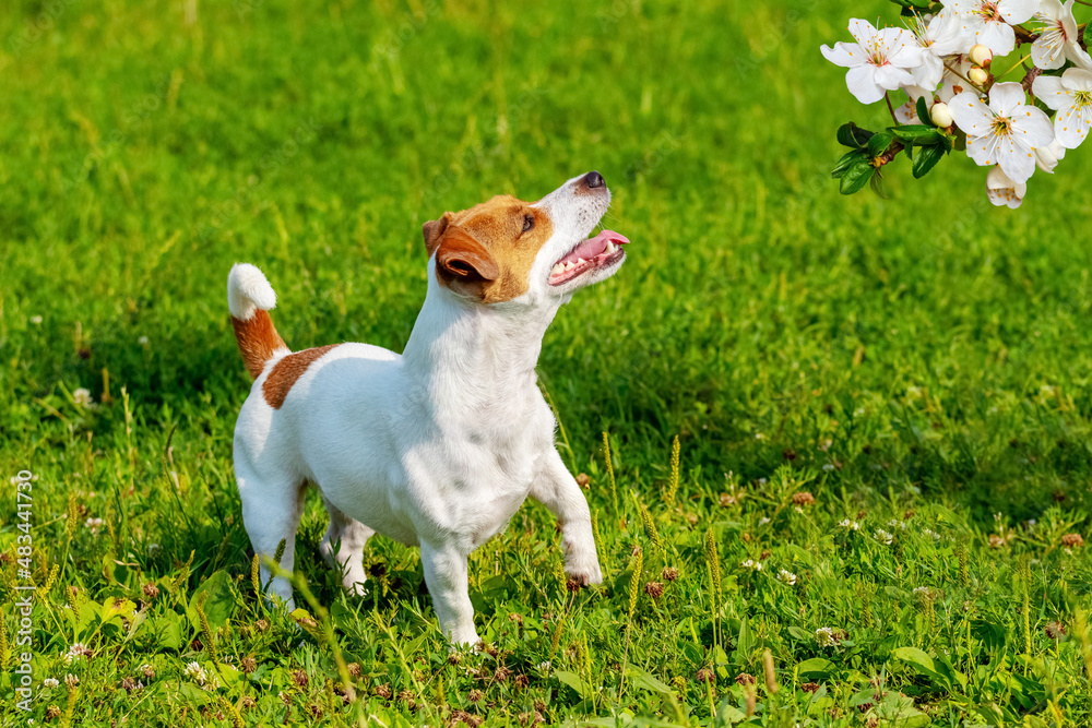Little cute dog breed parson-russell terrier looks at white blossoming cherry flowers Little cute dog breed parson-russell terrier looks at white blossoming cherry flowers