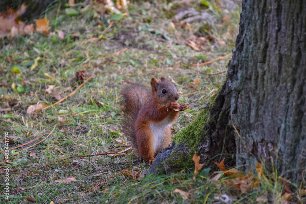 squirrel closeup, squirrel has nut to crack in park squirrel closeup, squirrel has nut to crack in park