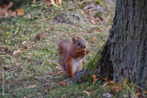 squirrel closeup, squirrel has nut to crack in park