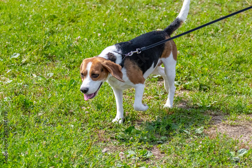 Dog breed estonian hound on a leash runs forward in the park during a walk
