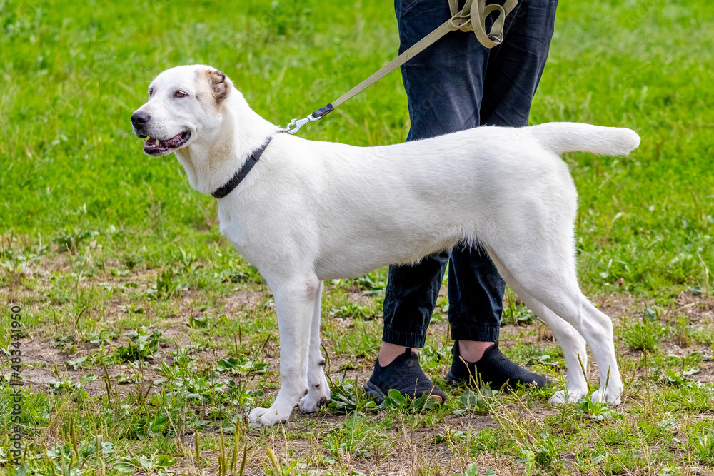 White alabai dog near his owner during a walk in the park
