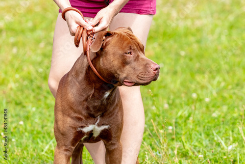 Brown dog breed american pit bull terrier on a leash near his mistress