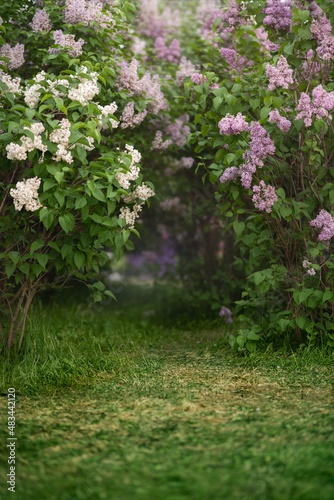Fototapeta Naklejka Na Ścianę i Meble -  Spring green meadow with flowering lilac trees