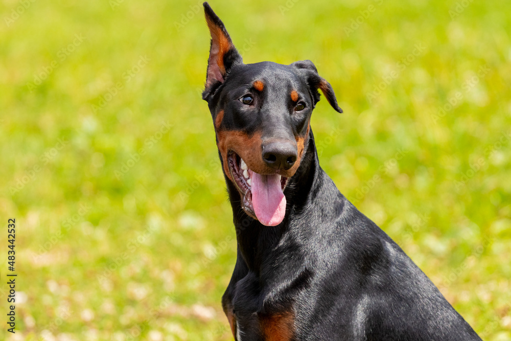Black Doberman dog close up with raised ear