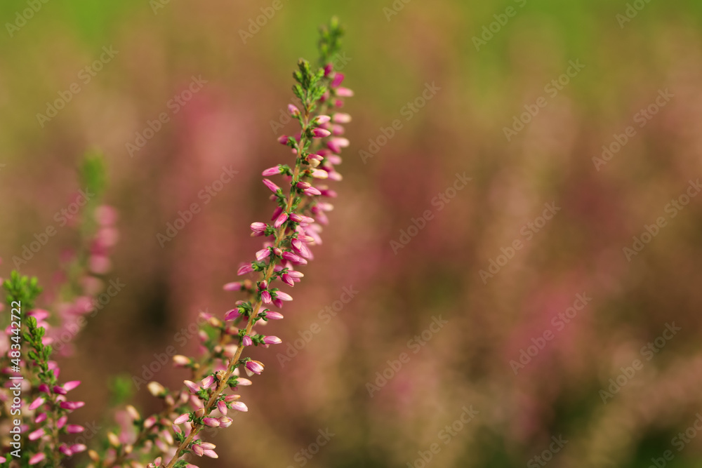 Heather twig with beautiful flowers on blurred background, closeup. Space for text