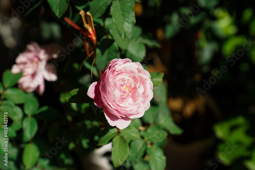 Blooming roses in the dark background which can express sadness feeling but also beautiful