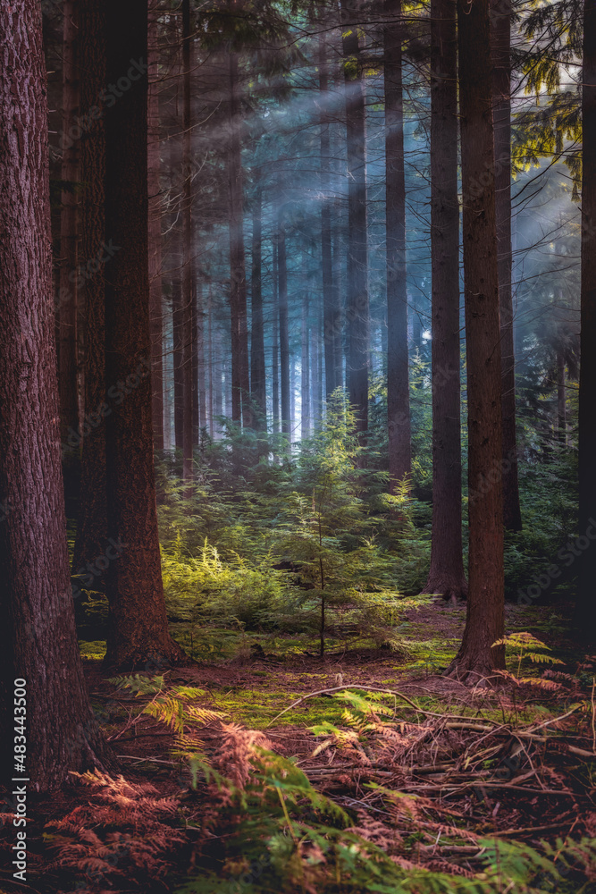 Fototapeta premium Bright sun rays through trees in pine forest.