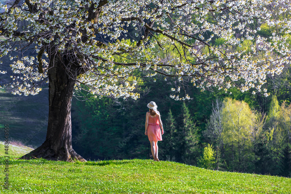 A girl in a hat, red dress stands on the lawn. Beautiful, lush, flowering cherry tree is dotted with flowers. Spring sunny day. A girl in a hat, red dress stands on the lawn. Beautiful, lush, flowering cherry tree is dotted with flowers. Spring sunny day.