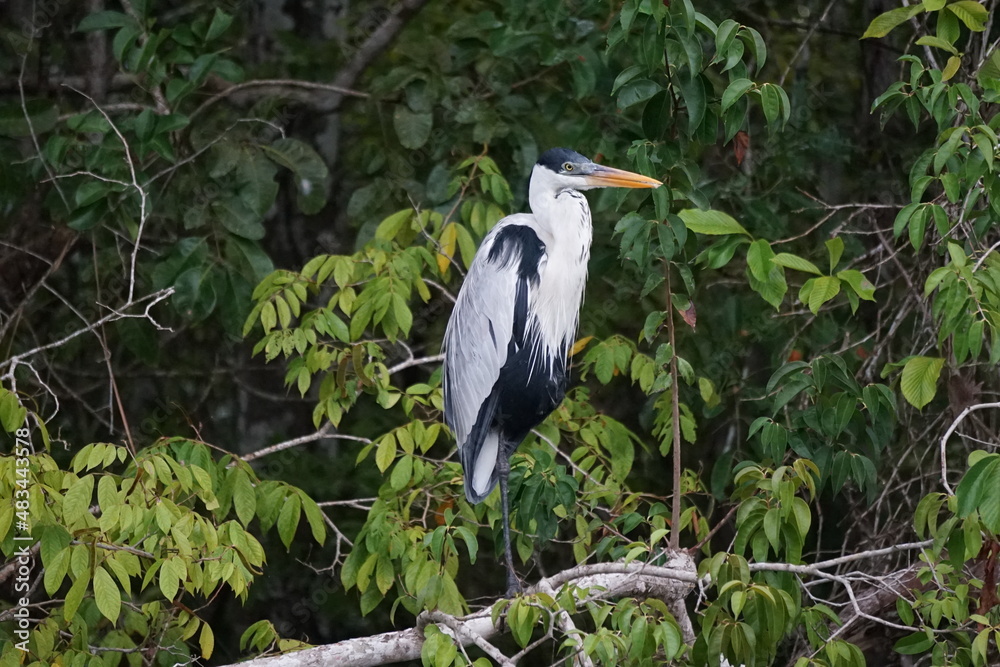 Fototapeta premium Heron