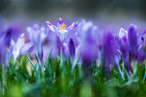 A lawn covered purple flowers of crocuses with the blurred background of green grass. Spring sunny day. Majestic nature wallpaper with forest flower. Floral springtime. Location place Ukraine, Europe