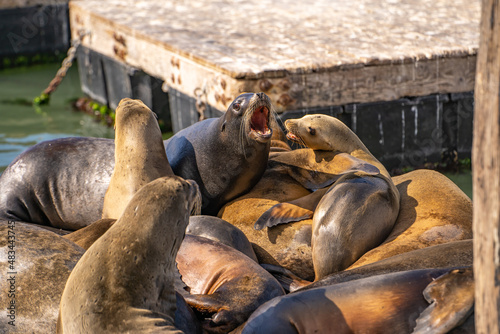 Sea lions playing and fighting. 