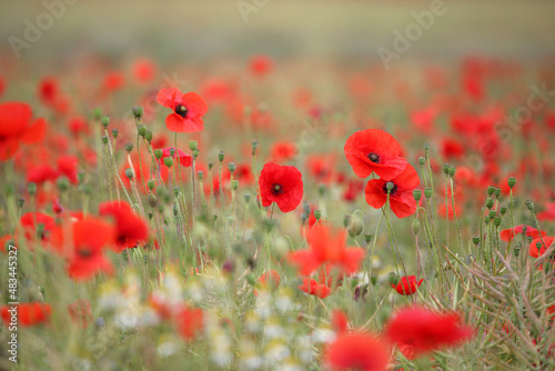 Common poppy seed heads after flowering in a hay meadow in Guildford, Surrey, UK